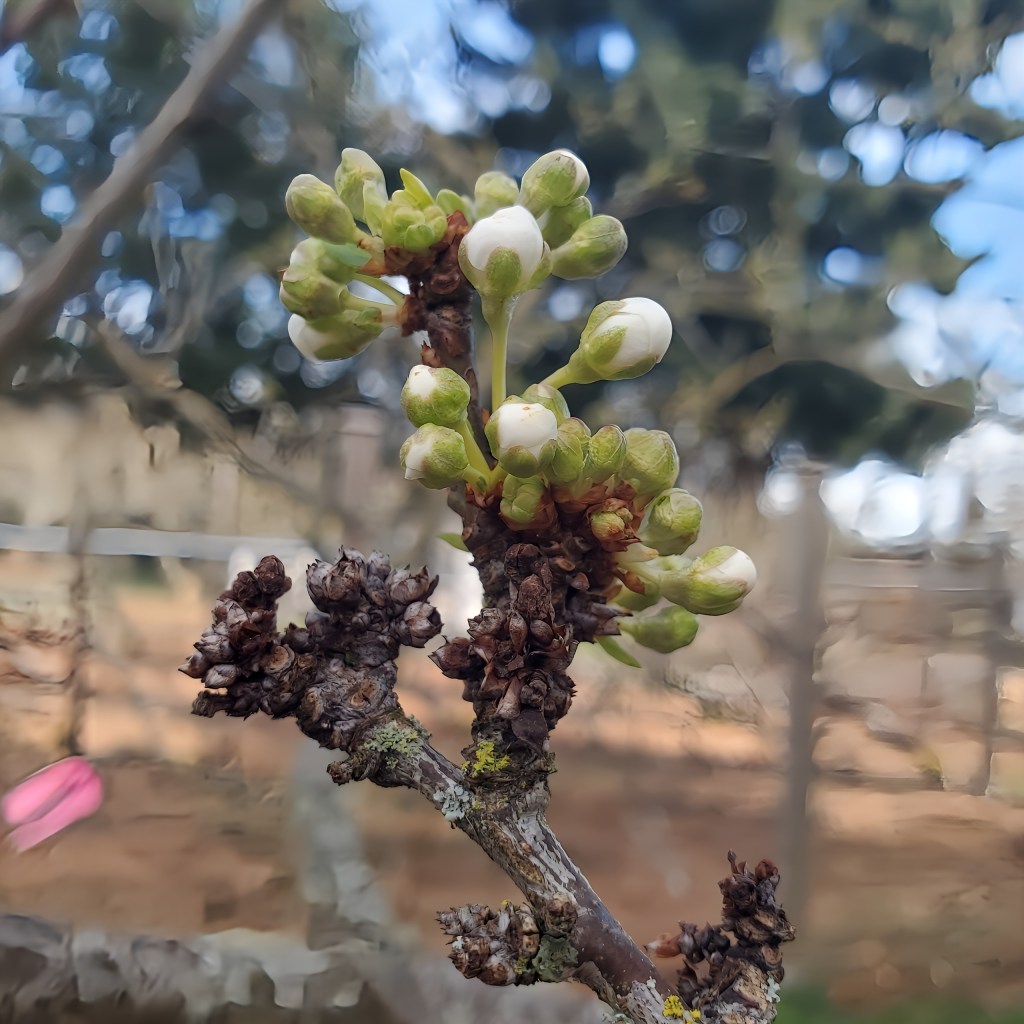 Close-up of a pluot fruit tree branch bearing clusters of white and green flower buds, set against a blurry, out-of-focus background of trees and sky. The branch is brown, textured with bumps and signs of age, some areas showing moss and dried buds. At Welland Community Orchard