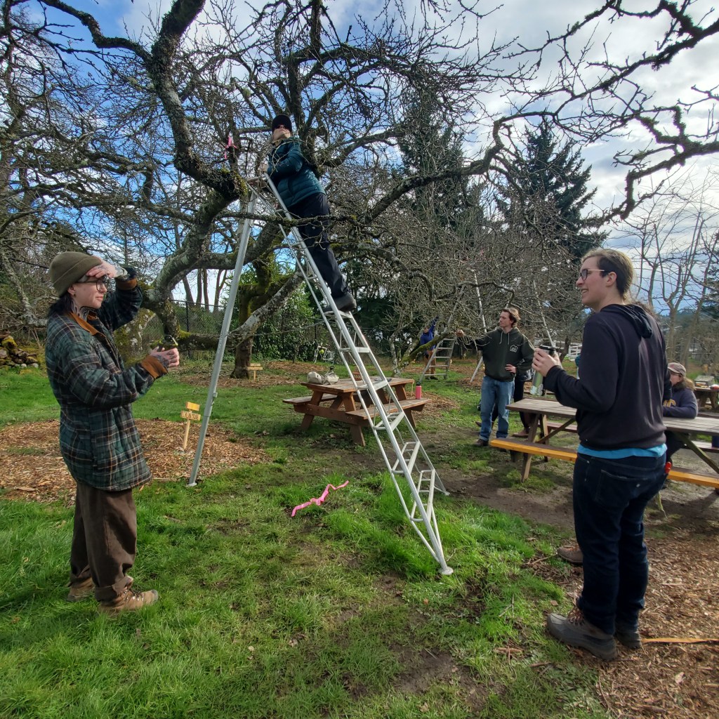 People pruning a large, gnarled apple tree in Welland Community
 Orchard, with several people observing and assisting, using a metal orchard ladder, and the ground covered in grass, bark mulch and fallen leaves.